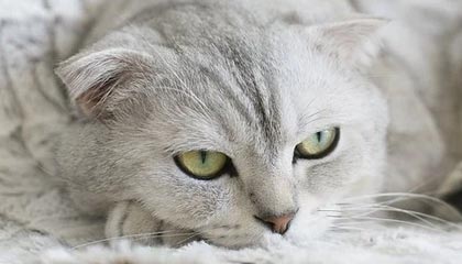 九游游戏-土耳其对决北爱尔兰，欧洲杯资格演绎神奇一幕，土耳其胜负